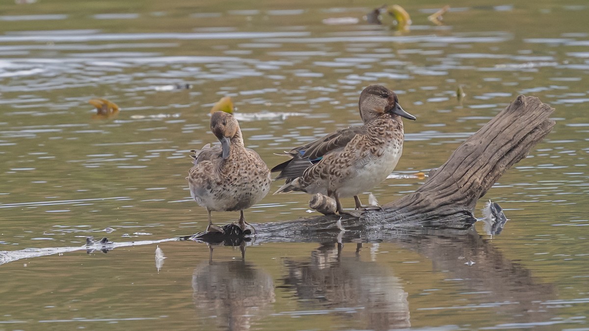 Green-winged Teal - ML643901384
