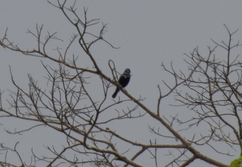 Estornino de Waller - ML643901385