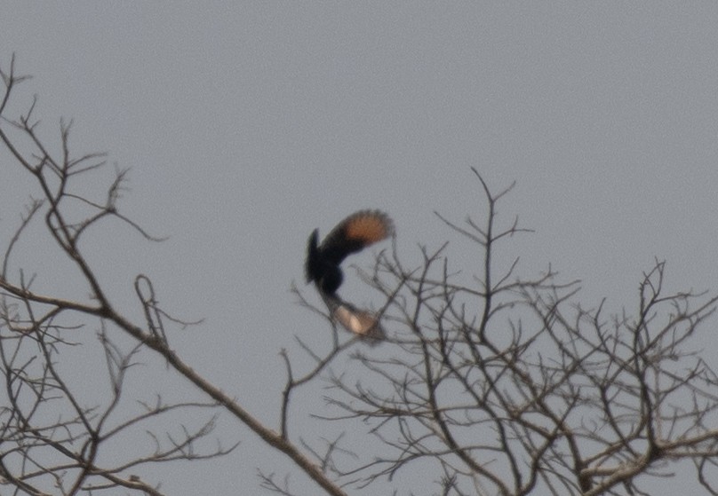 Estornino de Waller - ML643901388