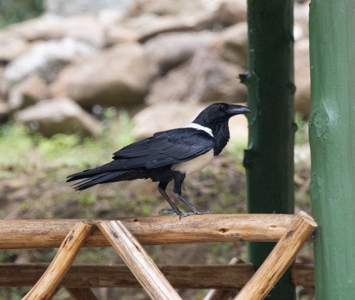 Pied Crow - ML643901398
