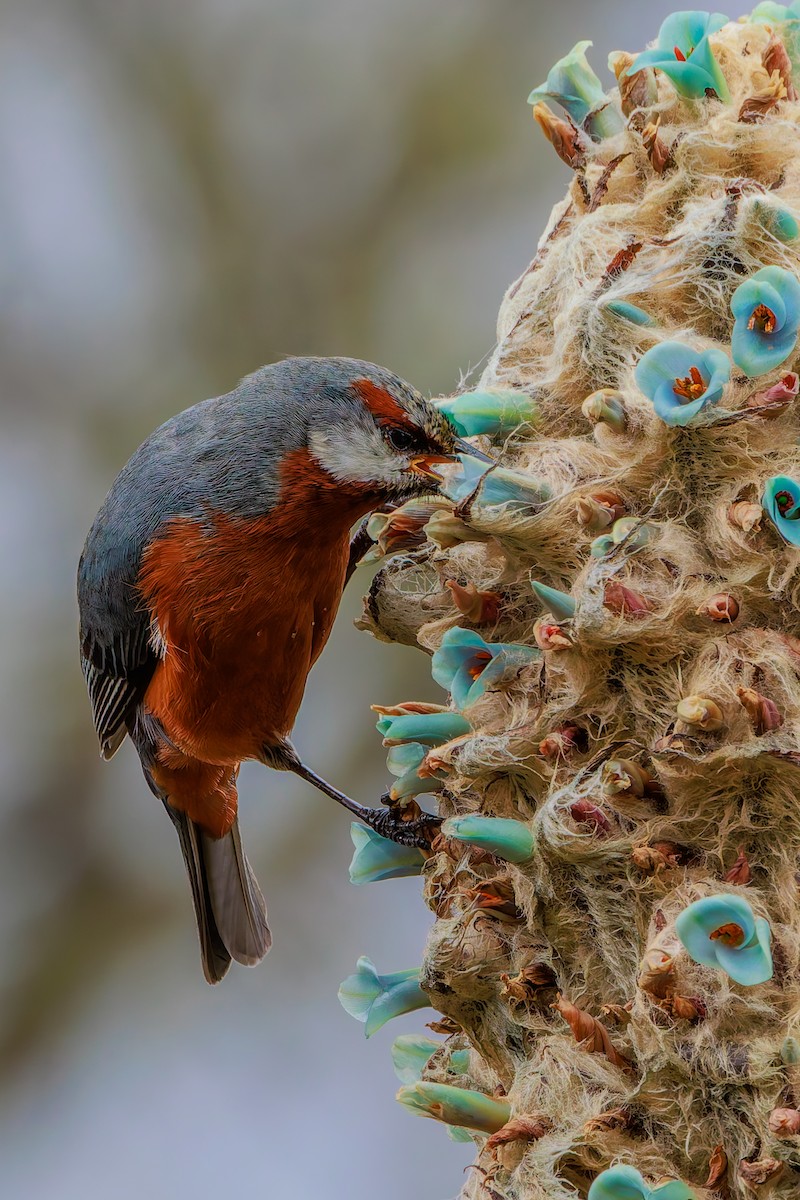 オオミツドリ - ML643901417