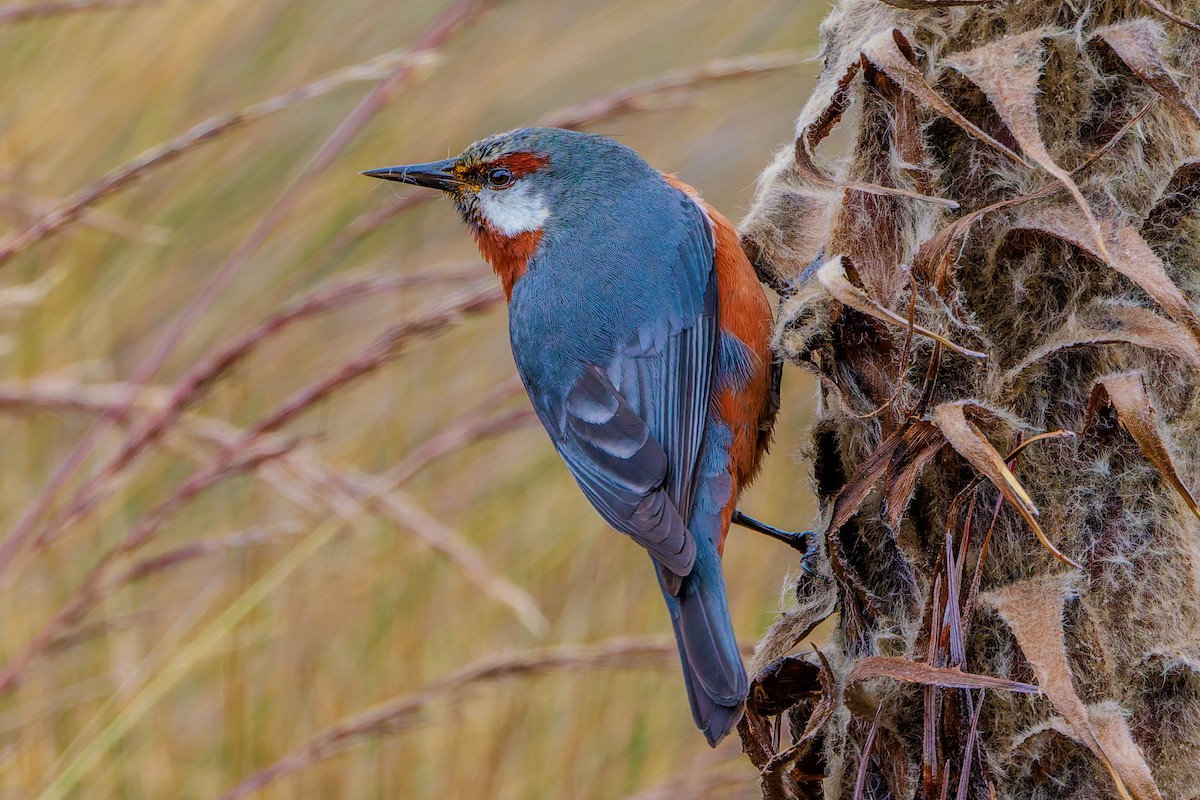 オオミツドリ - ML643901418