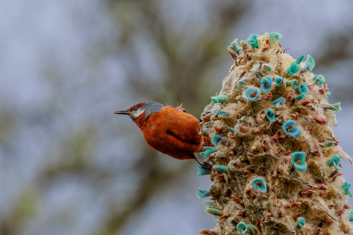 オオミツドリ - ML643901419