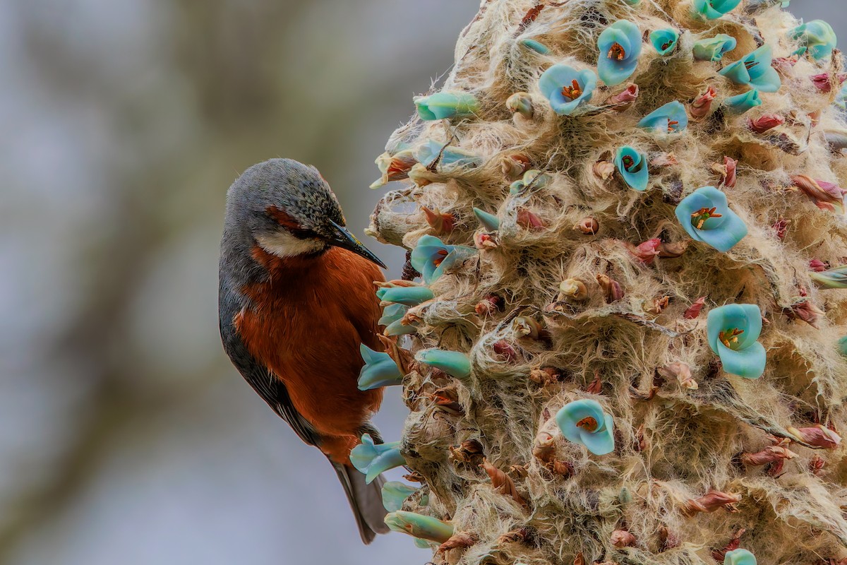 オオミツドリ - ML643901420