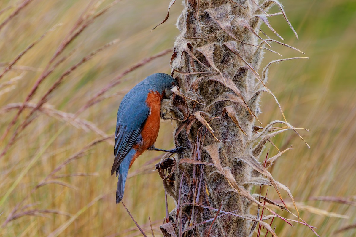 オオミツドリ - ML643901421