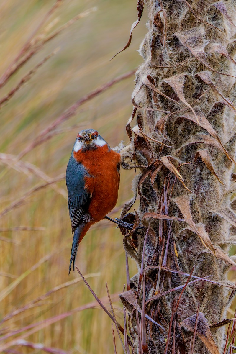 オオミツドリ - ML643901422