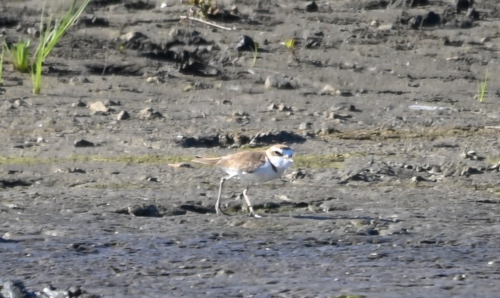 Javan Plover - ML643901460