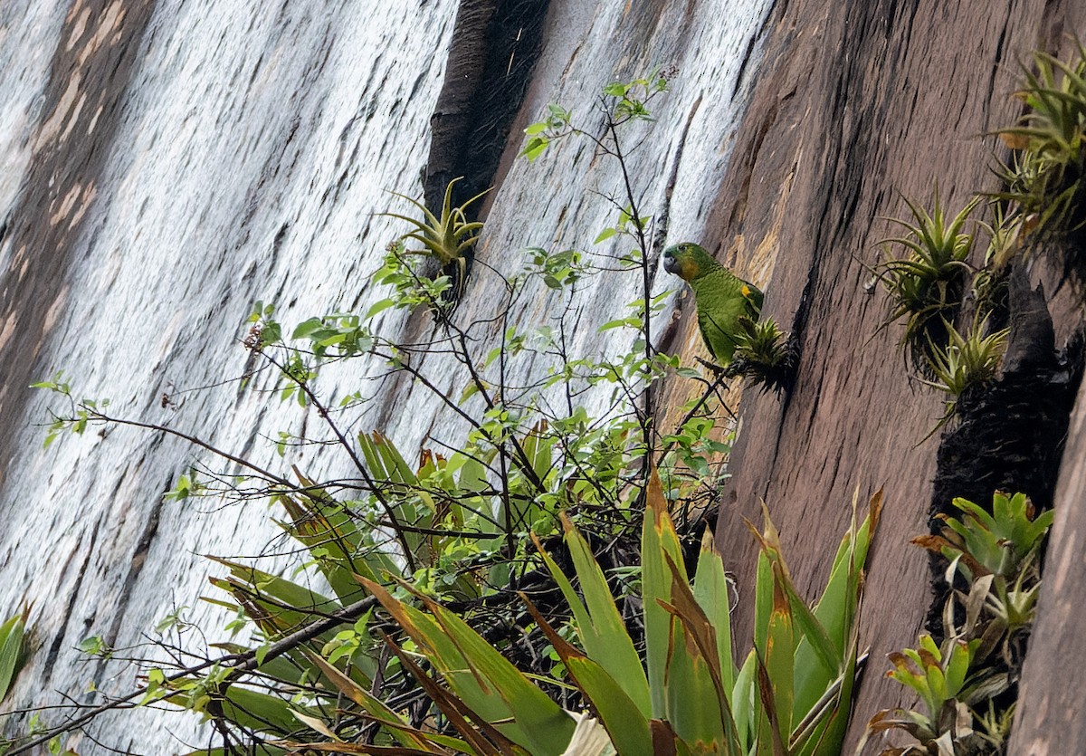 Turquoise-fronted Amazon - ML643901463