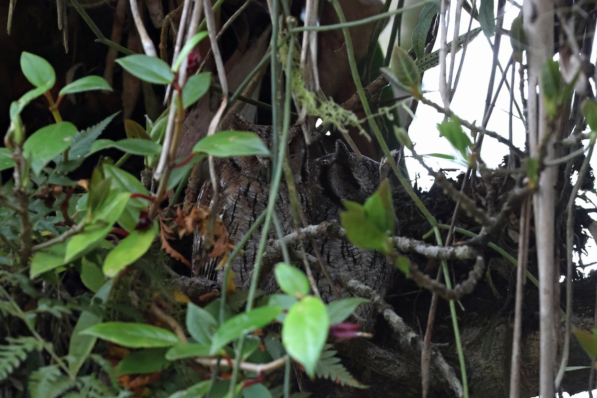 Long-tufted Screech-Owl - ML643901469