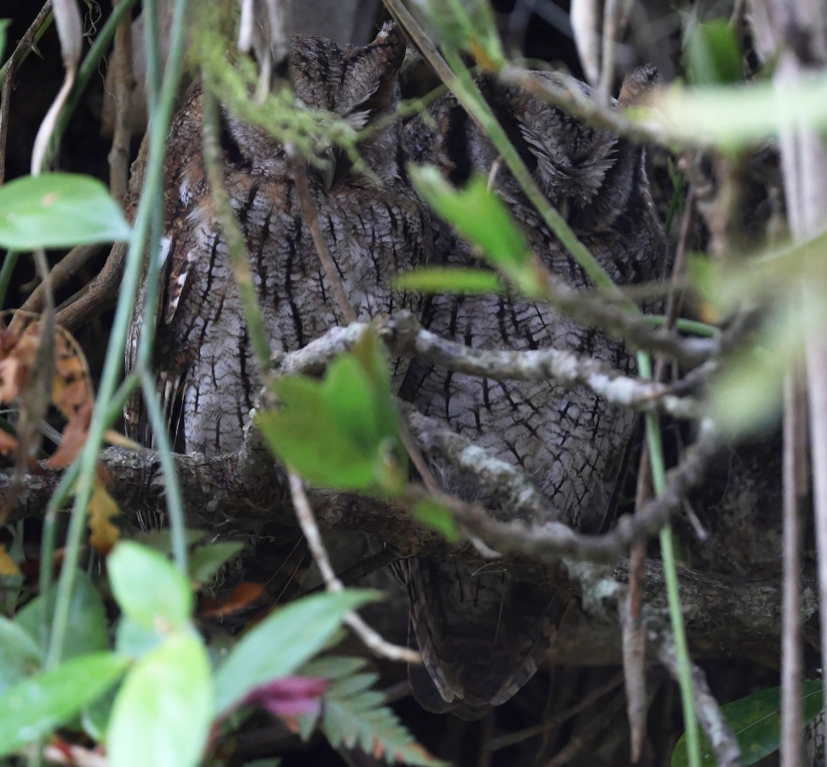 Long-tufted Screech-Owl - ML643901470