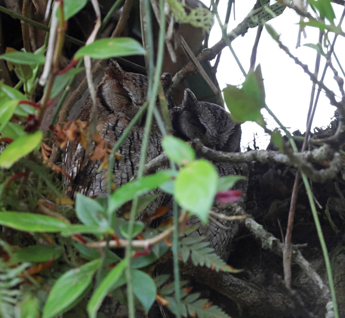 Long-tufted Screech-Owl - ML643901471