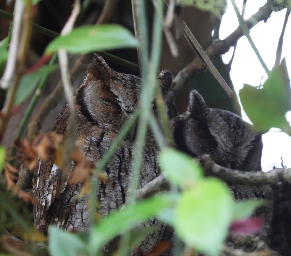 Long-tufted Screech-Owl - ML643901472