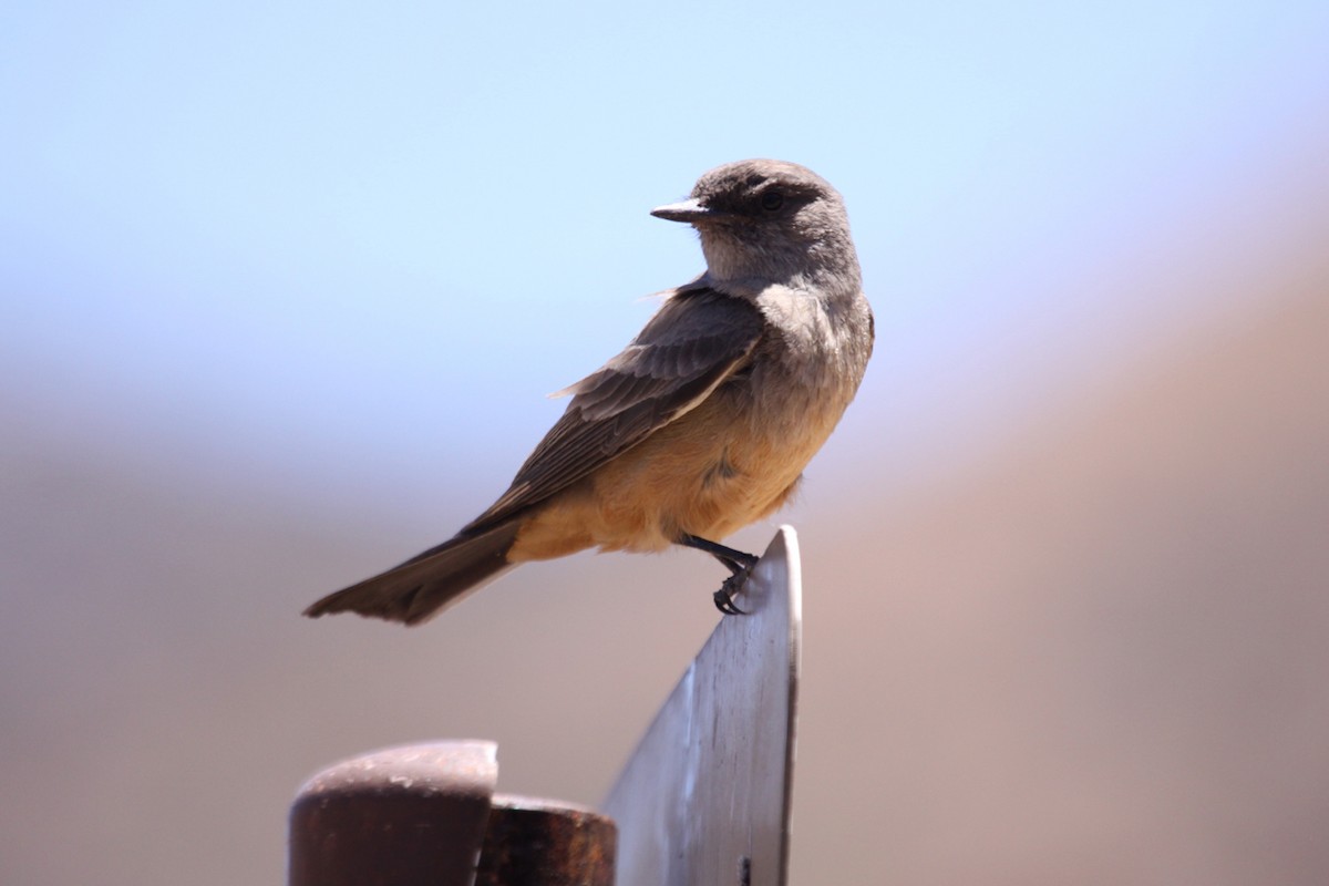 Say's Phoebe - ML643901474