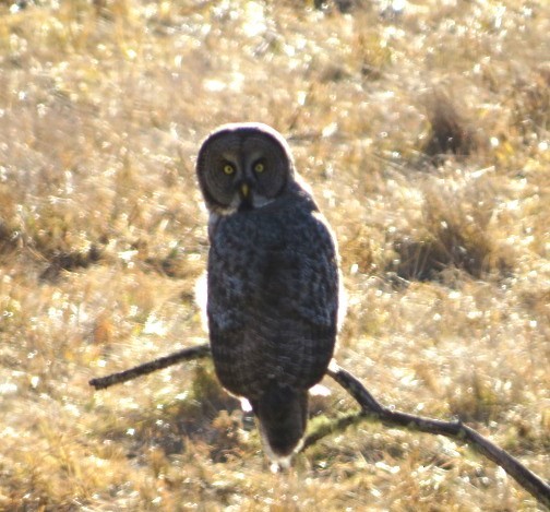 Great Gray Owl - ML643901475