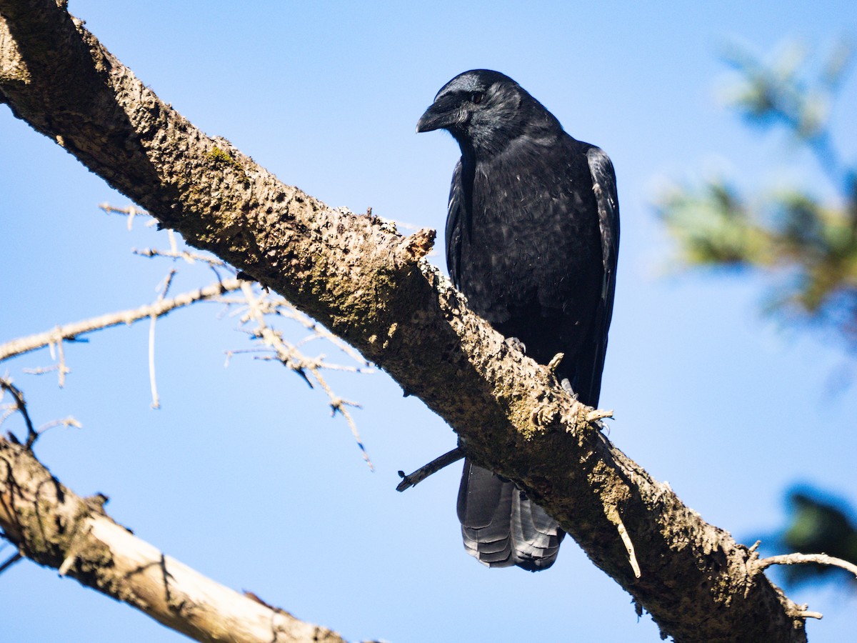 American Crow - ML643901483