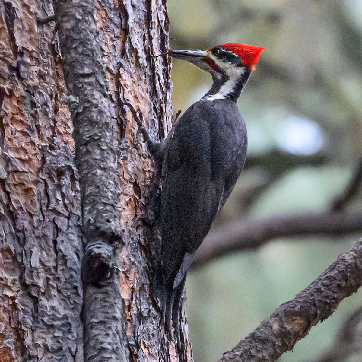 Pileated Woodpecker - ML643901488
