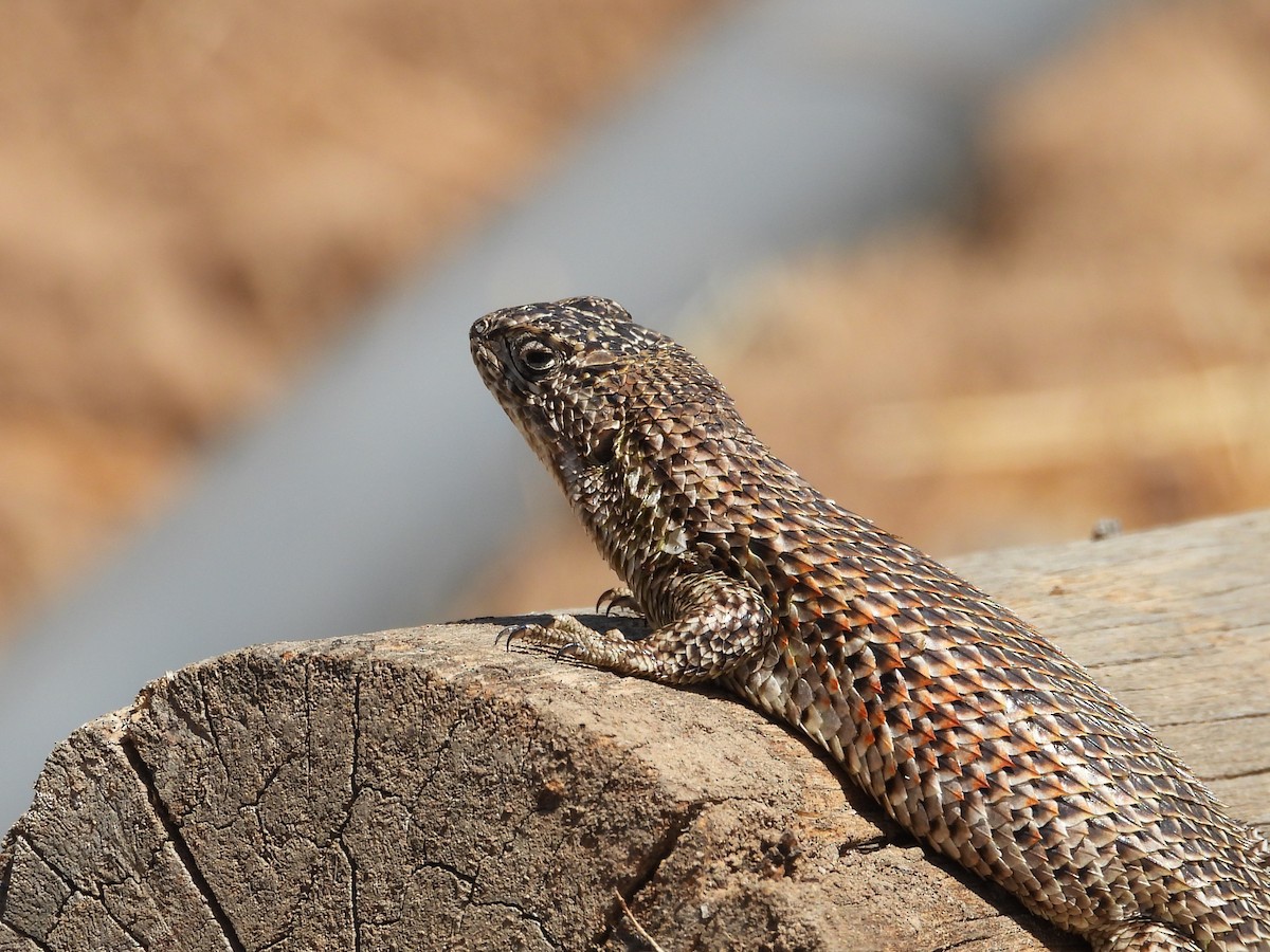 動物界 - ML643901498