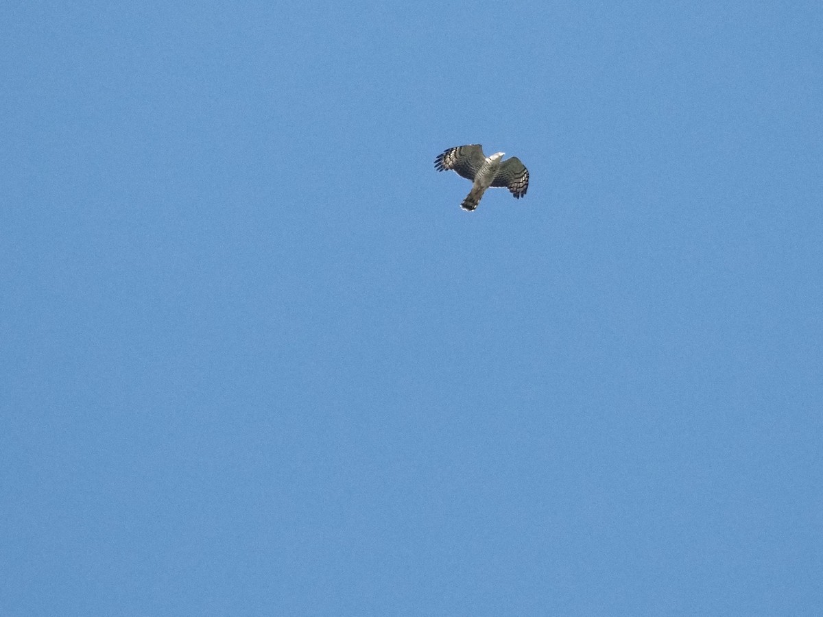 Hook-billed Kite - ML643901504