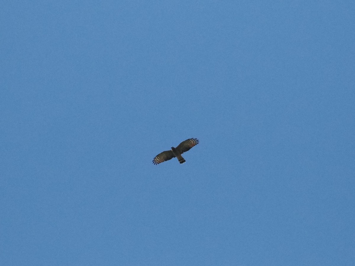 Hook-billed Kite - ML643901505