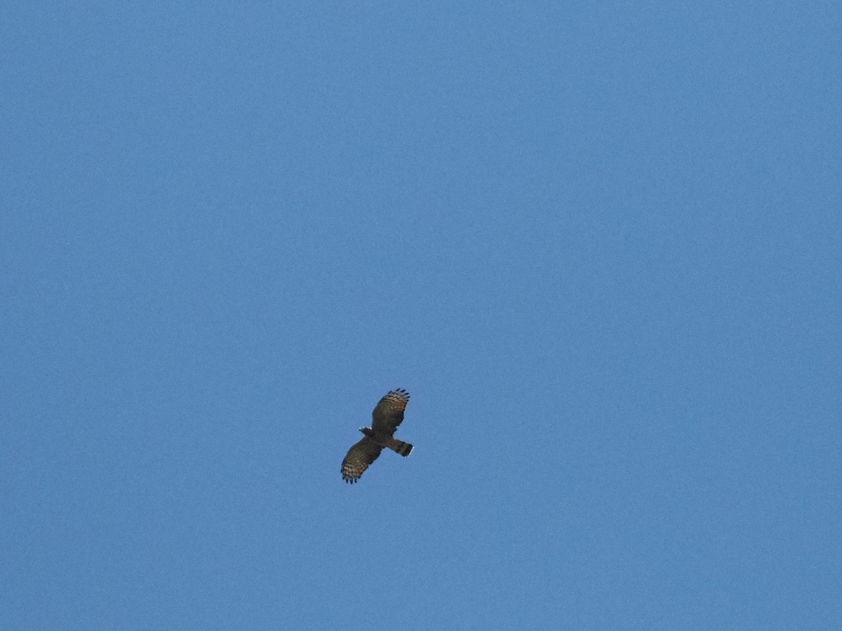 Hook-billed Kite - ML643901507