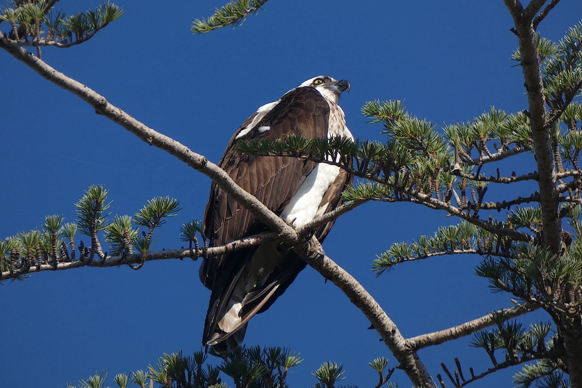 Osprey - ML643901508