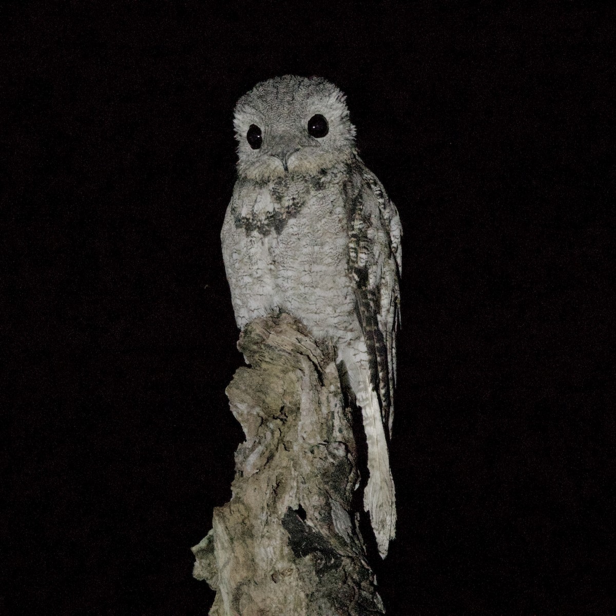 Great Potoo - ML643901511