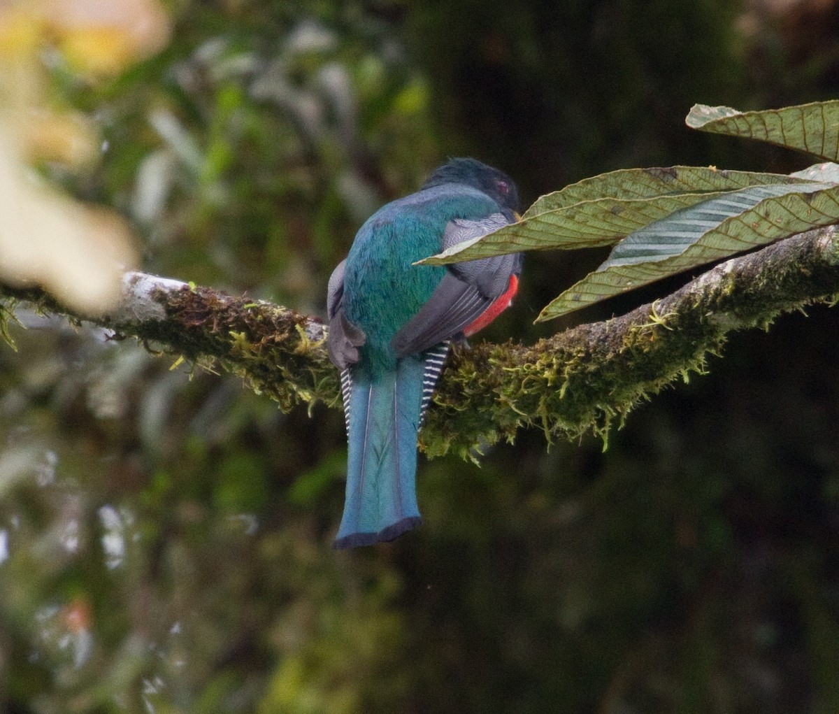 Collared Trogon - ML643901519
