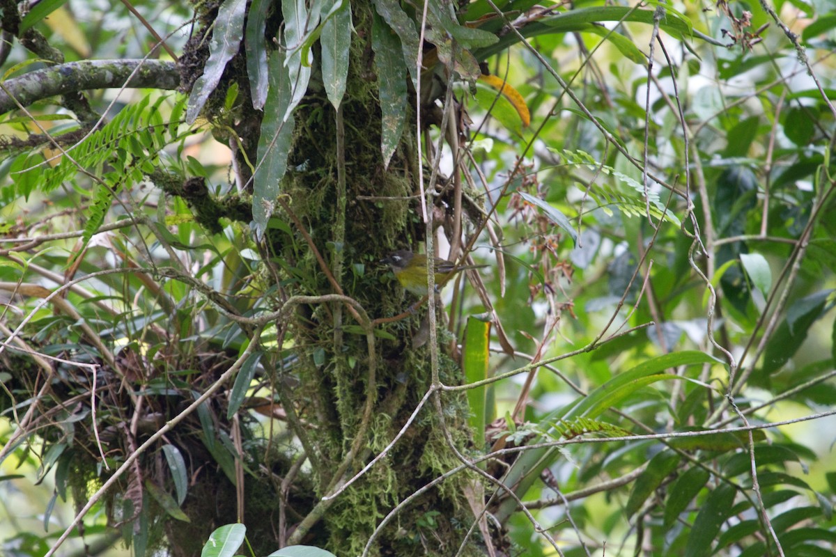 Common Chlorospingus - ML643901523
