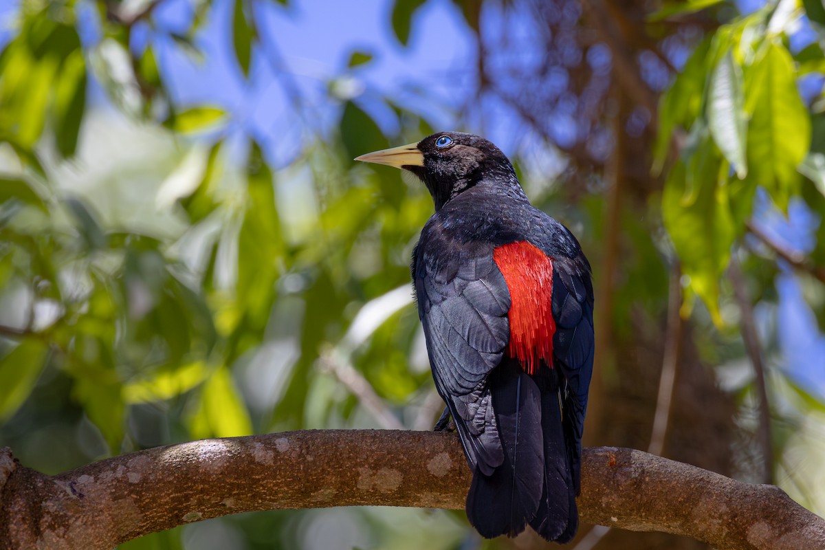 Red-rumped Cacique - ML643901531