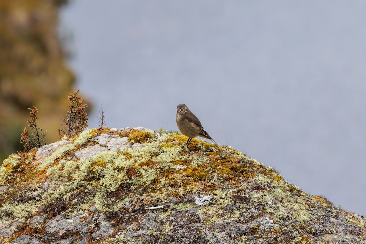 Black-billed Shrike-Tyrant - ML643901541