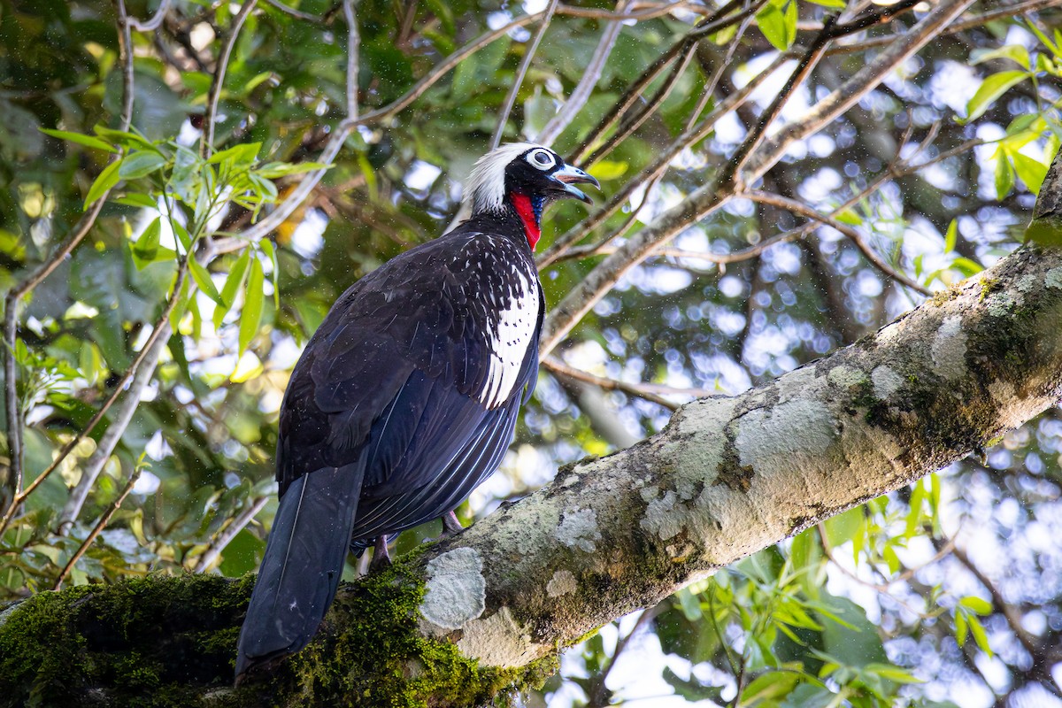 Black-fronted Piping-Guan - ML643901553