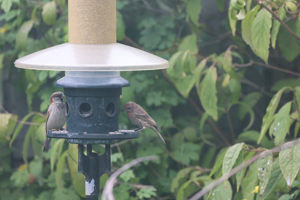 House Sparrow - ML643901566