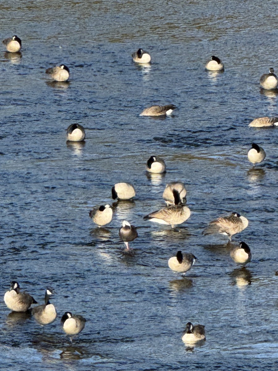 Snow Goose - ML643901571