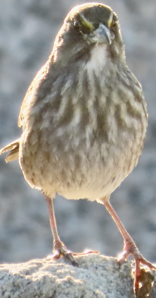 Seaside Sparrow - ML643901577