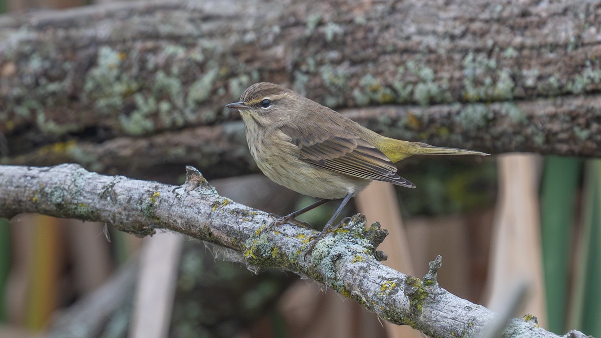 Palm Warbler - ML643901580