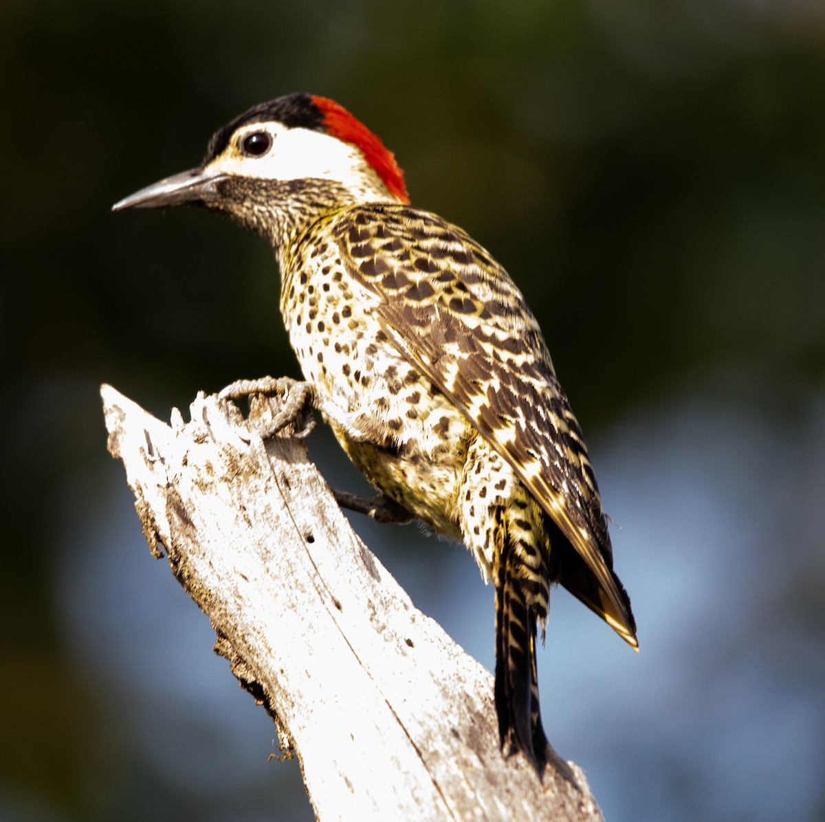 Green-barred Woodpecker - ML643901585