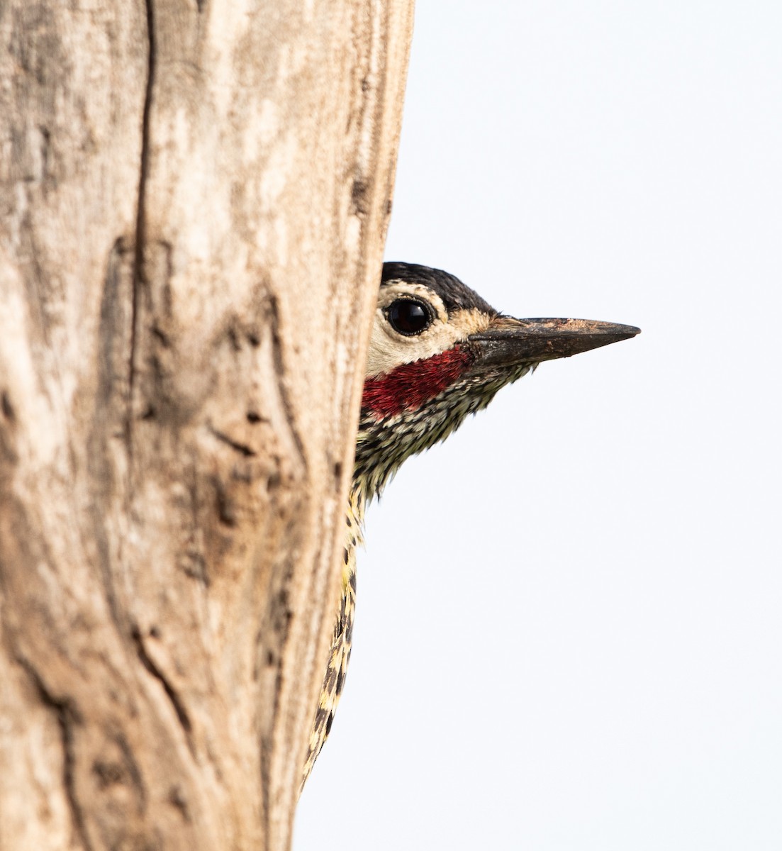 Green-barred Woodpecker - ML643901586
