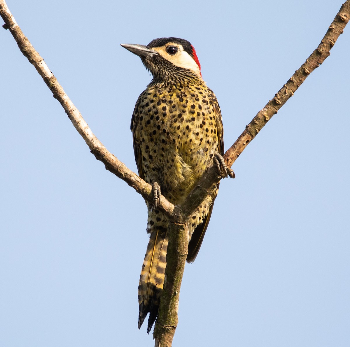 Green-barred Woodpecker - ML643901587