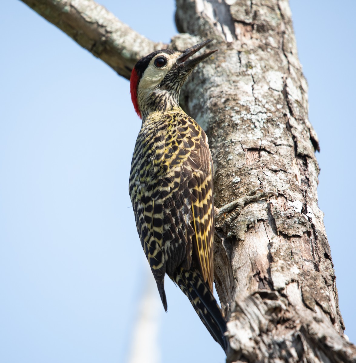 Green-barred Woodpecker - ML643901590