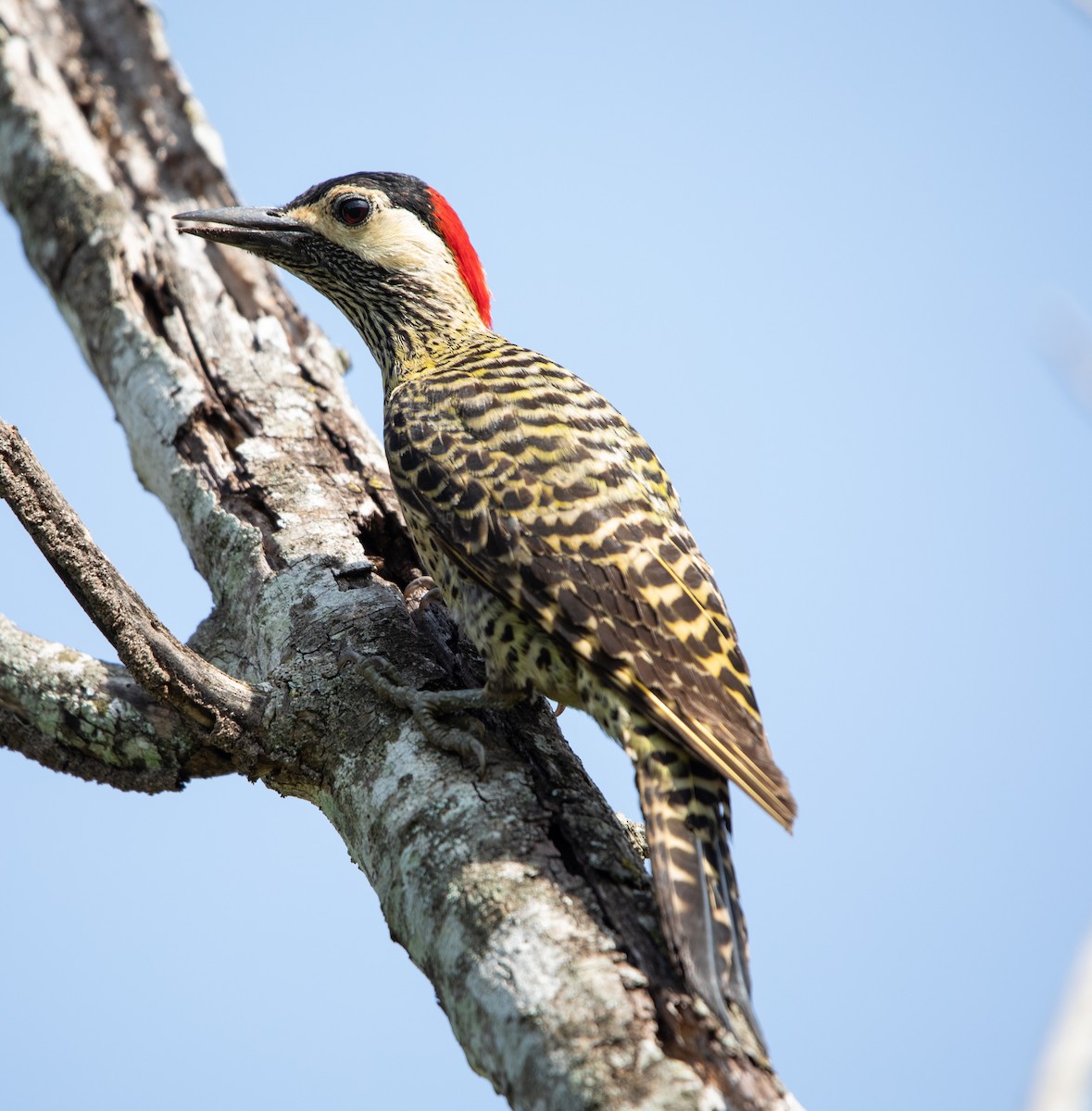 Green-barred Woodpecker - ML643901591