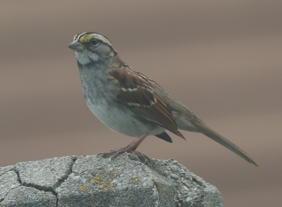 White-throated Sparrow - ML643901593