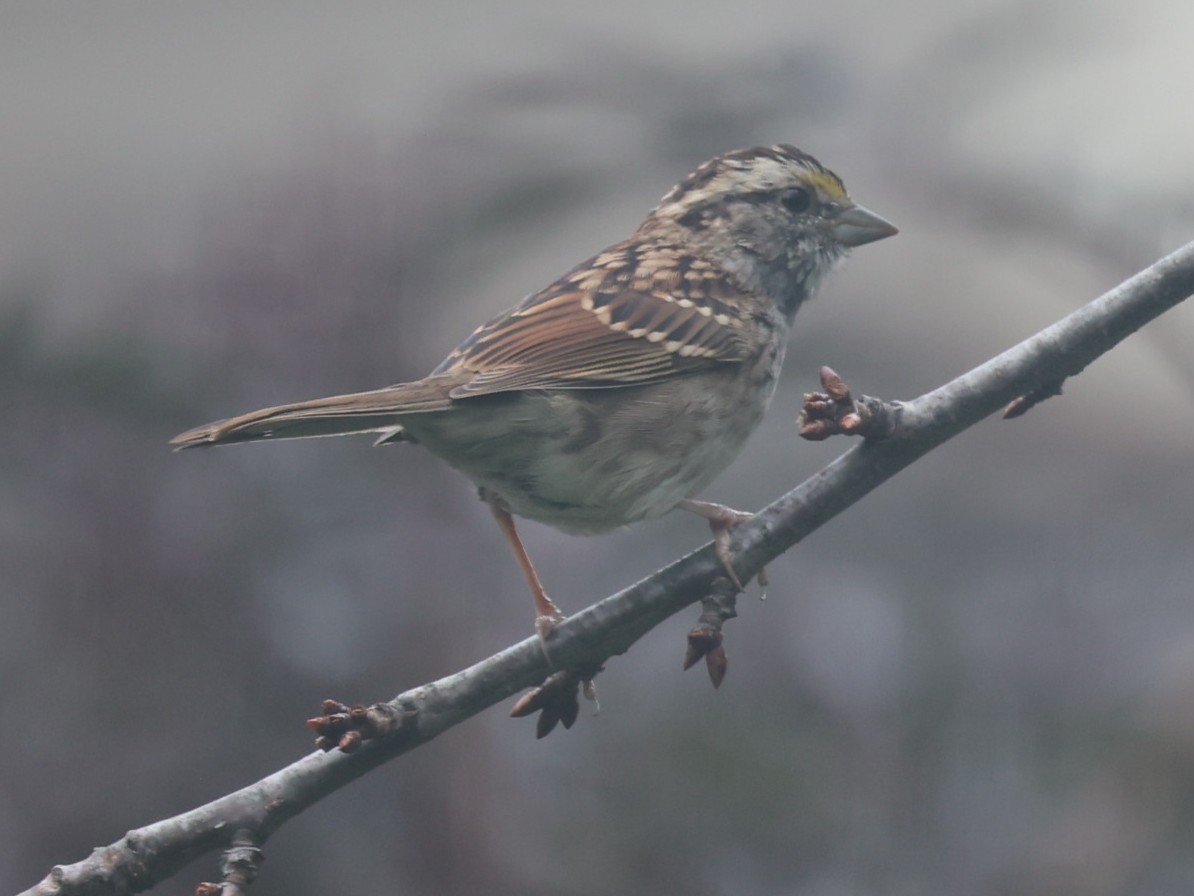 White-throated Sparrow - ML643901594