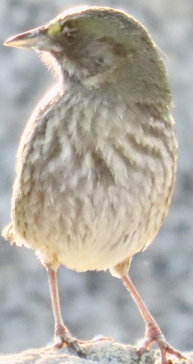 Seaside Sparrow - ML643901598