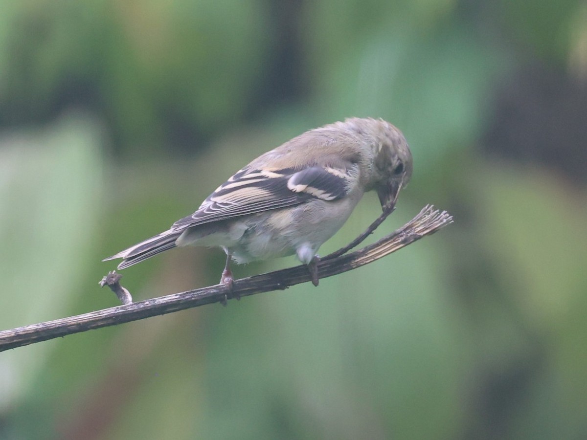 American Goldfinch - ML643901605