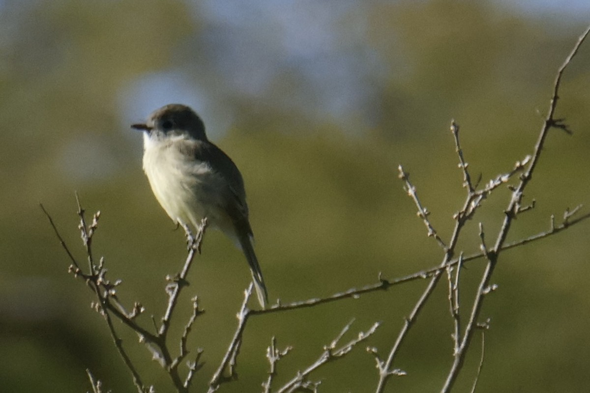 Dusky Flycatcher - ML643901606