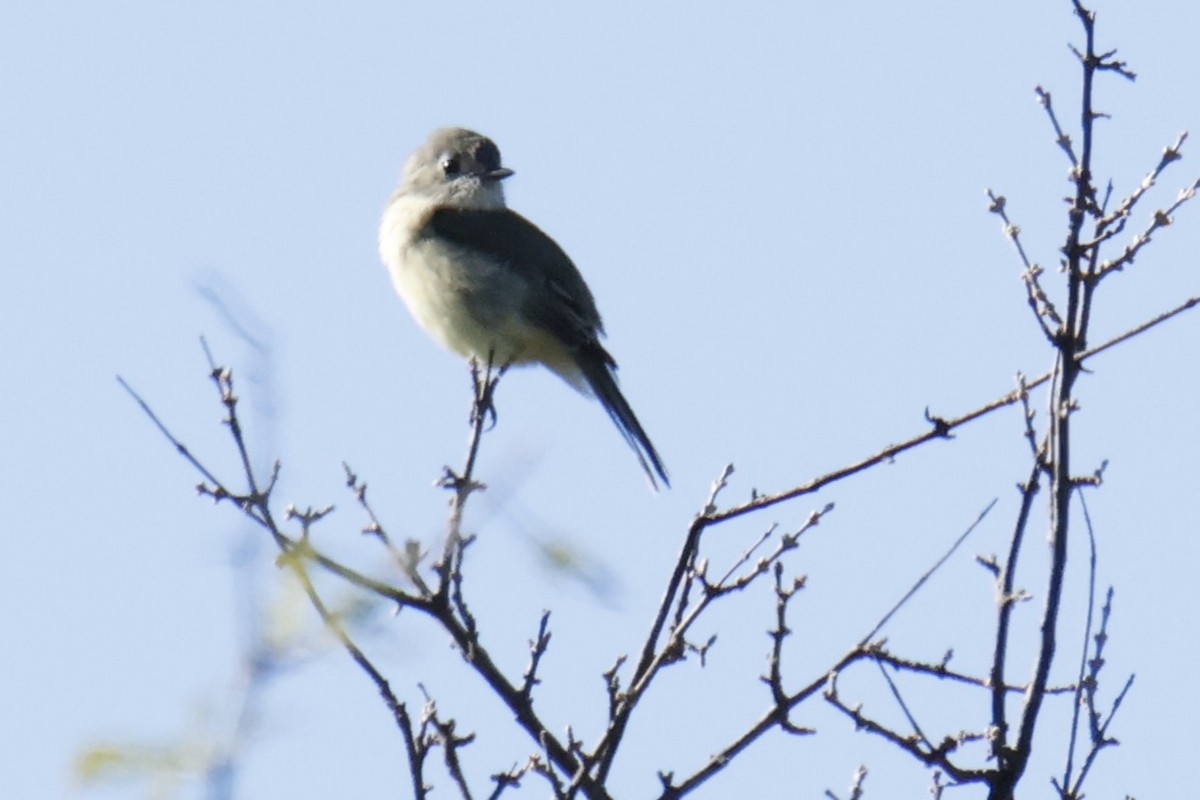 Dusky Flycatcher - ML643901607