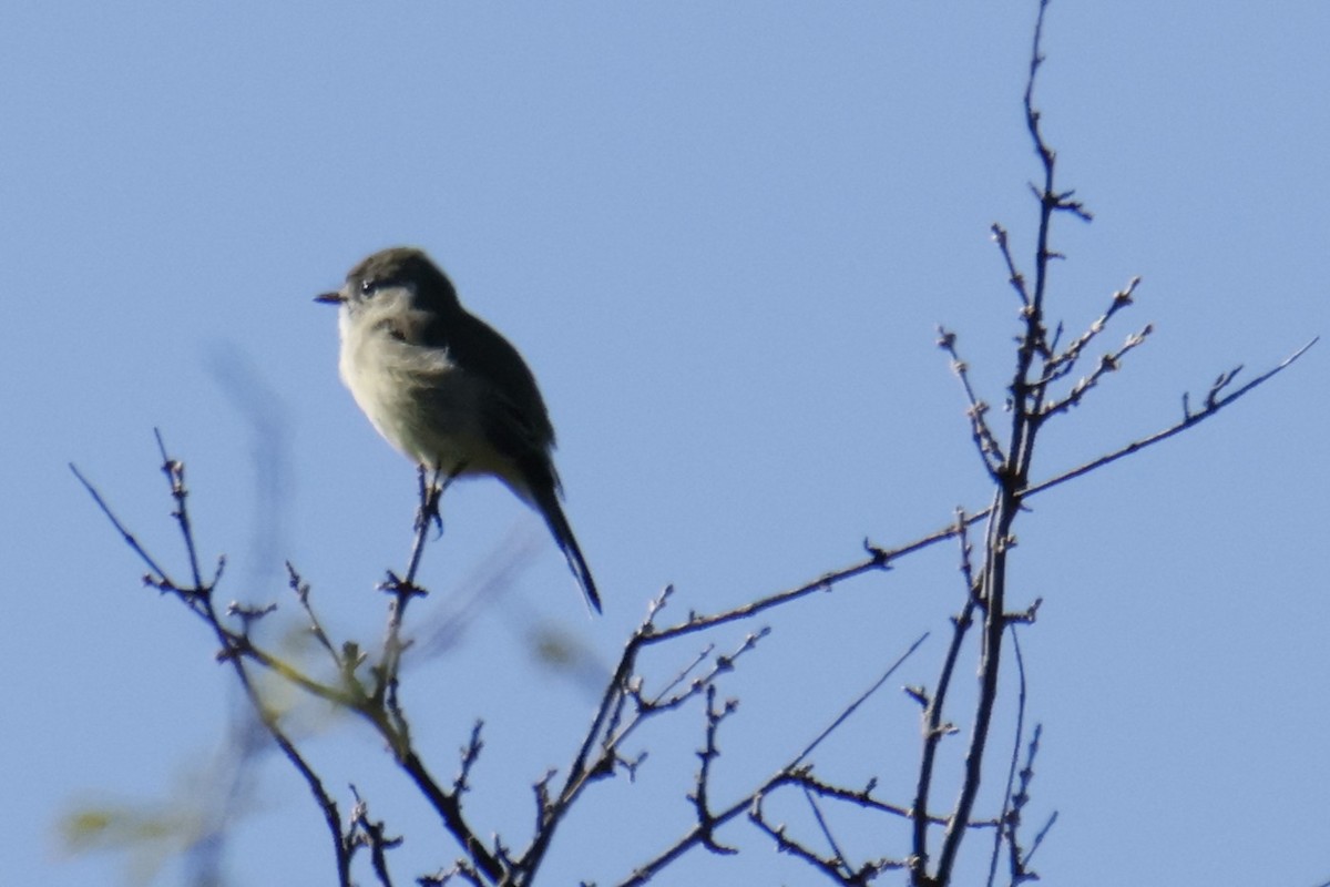 Dusky Flycatcher - ML643901608