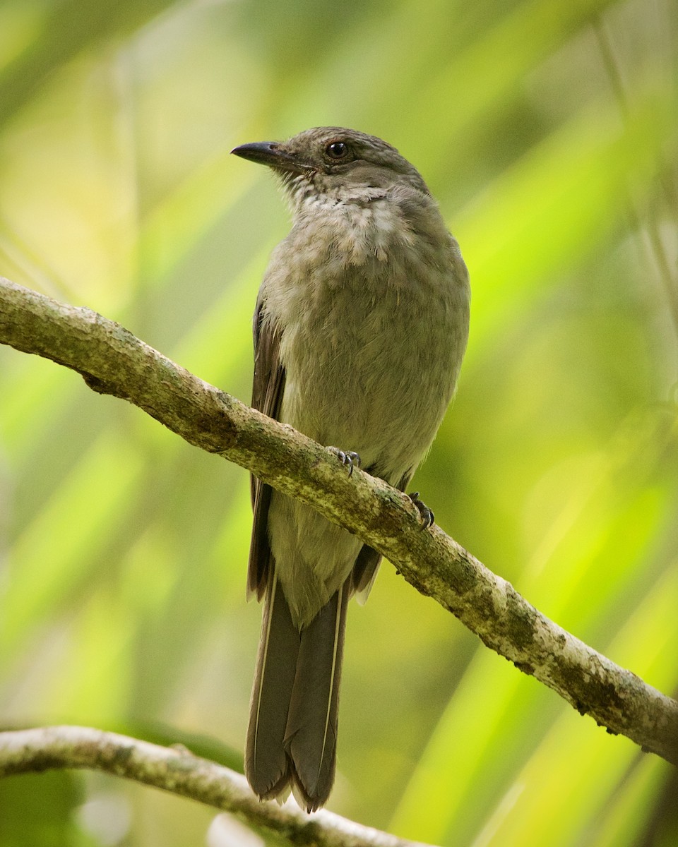 Screaming Piha - ML643901640