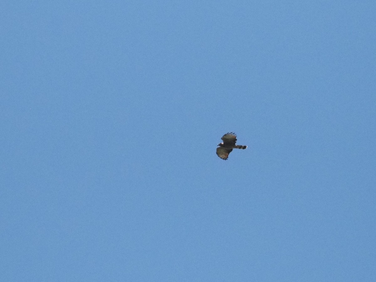 Hook-billed Kite - ML643901644