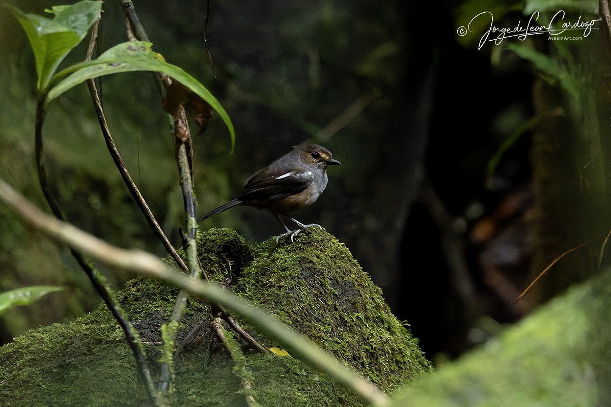 Madagascar Magpie-Robin - ML643901645